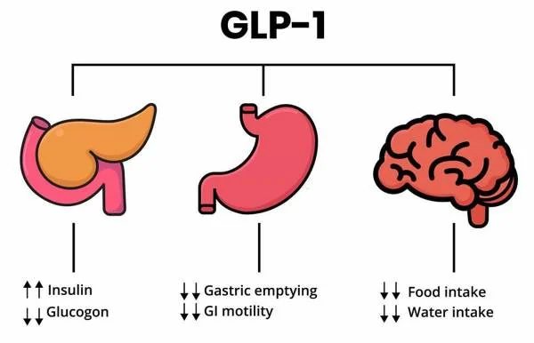 GLP-1: órganos diana: páncreas, estómago y cerebro (diagrama)