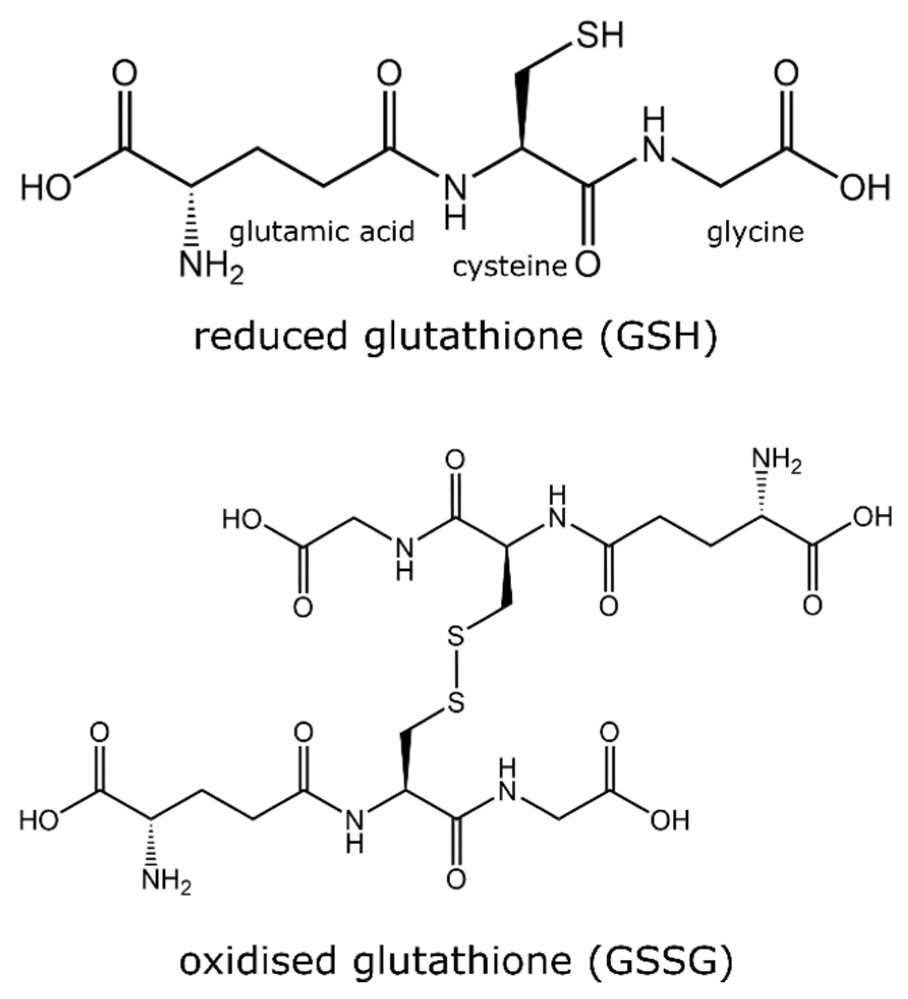 Estructuras del glutatión reducido (GSH) y del glutatión oxidado (GSSG)